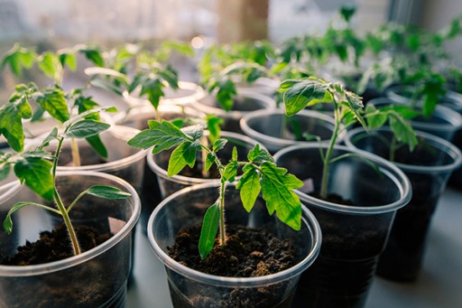 LED GROW ŽIAROVKA NA PESTOVANIE RASTLÍN 5W BIELA