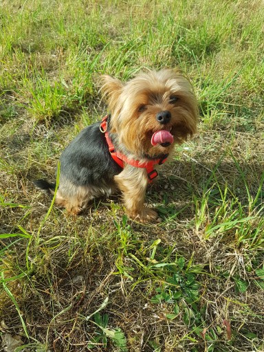 Postroj pre malého psíka M/L York Maltese Shih-tzu