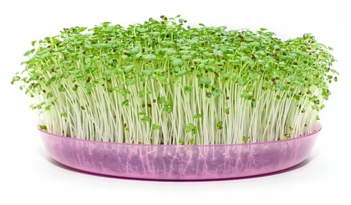SEMIENKA BROKOLIE NA KLÍČKY na pestovanie 100g
