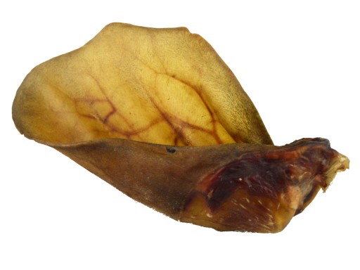 VEĽKÝ HOVÄDZÍ UCH, MEDOVÝ, SUŠENÝ, PRÍRODNÝ ZÚB