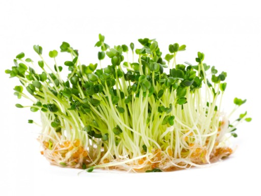 BIO Rukolové klíčky 10g