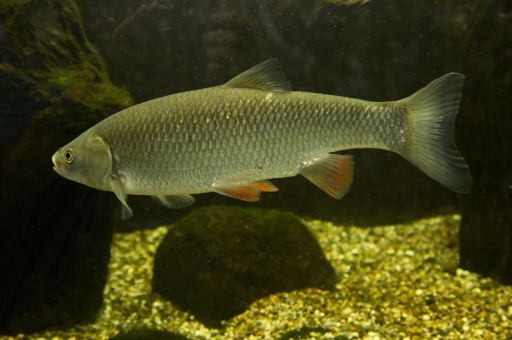 GRAAL Hovädzie v paradajkovej omáčke 300 g