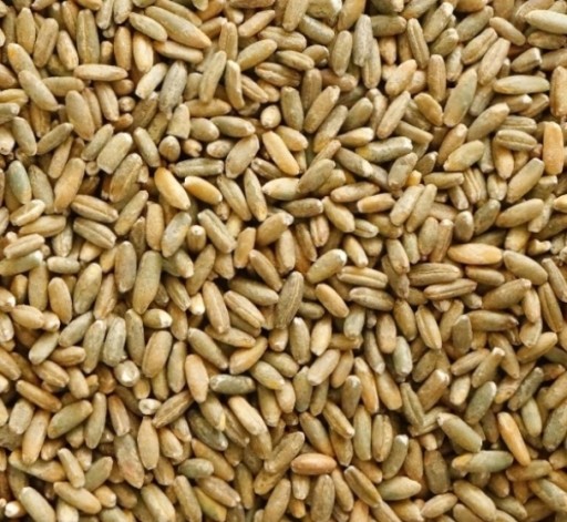 Raž 1 kg ČISTÁ VÝNOS ZRNA 2023