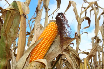 KUKURIČNÉ ZRNÁ POPCORN 1KG