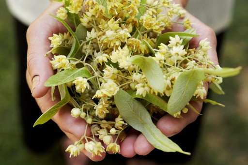 LINK FLOWER celé, veľké súkvetia s listami POLISH LINK 100% aromatický