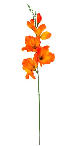 Vetvička mečíka výška 53 cm Oranžová