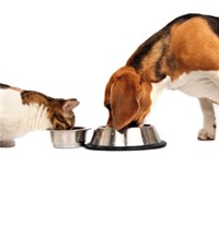 HAPPY DOG Mini Ireland 300g + ZDARMA!