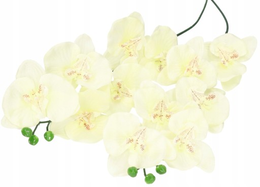 ORCHIDEA ORCHIDEA JEDNODAROVÉ PREVODY 75cm