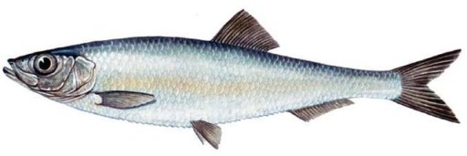 ÚDENÉ ŠPROTY V RAJKOVEJ Omáčke 250G MK JAR