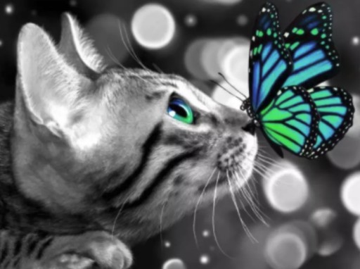 DIAMANTOVÁ VÝŠIVKA MOZAIKA SET BOTTERFLY 5d