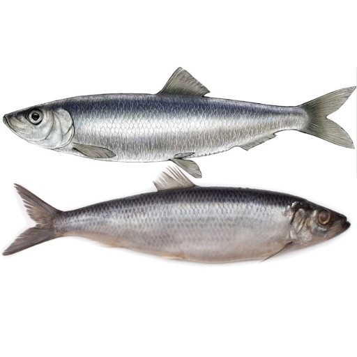 Sleď Po Gdańsk v ochutenom repkovom oleji v plechovke 170g KIER