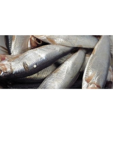 ŠPOT V OLEJU, rybacia konzerva Korsarz VEĽKÝ 330g
