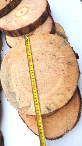 DREVA DREVA, KOŠTIČKA BOROVICE, 25-30CM, 1 KS
