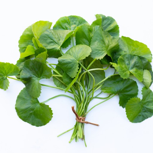 GOTU KOLA list ázijskej Pennywort sušená bylina 100%