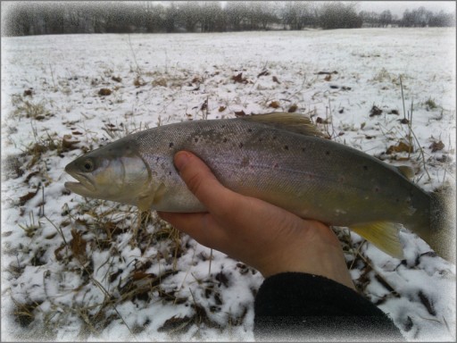 Vodný kráľ Kornik 3,5cm Farba 25 / 8 ks.