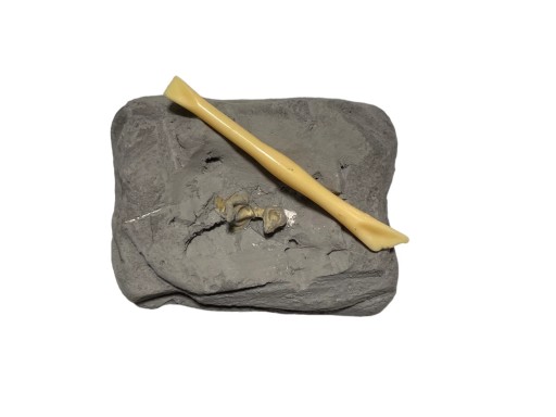 Vykopávky kostra dinosaura fosílna šedá