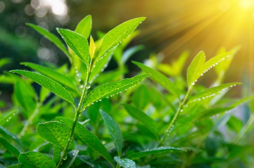 PRÍRODNÝ ESENCIÁLNY OLEJ TEA TREE ESENCIÁLNE OLEJE VÔŇA 10ml