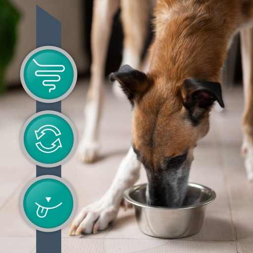 Vet Expert Intestinal vlhké krmivo pre psov s tráviacimi problémami 400g