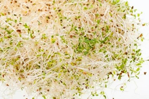 SEMIENKA KLÍKOV PLANTICO BROCCOLI 10g