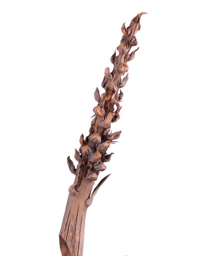X3 KS COCO BUNCH nature Dekoratívne sušené konáre
