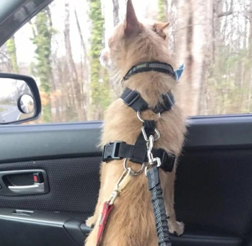 BEZPEČNOSTNÉ PÁSY NA VODÍTKO DO AUTO V2 PRE PSA A MAČKU ČIERNA