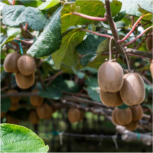 MRAZOM SUŠENÉ KIWI 25g HiFOOD Plátky