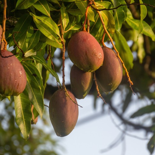 BIO SUŠENÉ MANGO 100g HiFOOD BEZ CUKRU