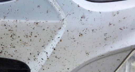 K2 TEKUTÉ SPREJ ODSTRAŇOVANIE HMYZU ODSTRAŇOVANIE HMYZU