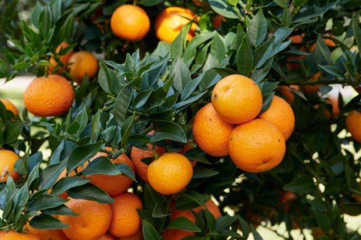 Agrisicilia Marmeláda z horkých pomarančov 360 g