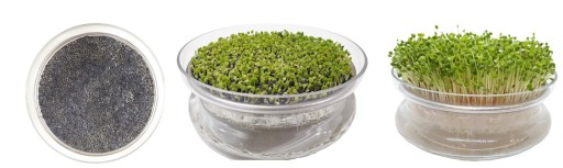 Zelená BAZILKA - Microgreens, na klíčky 10g