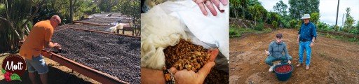 Kávové zrná čerstvo pražené 100% Arabica Costa Rica Mott ŠPECIALITA