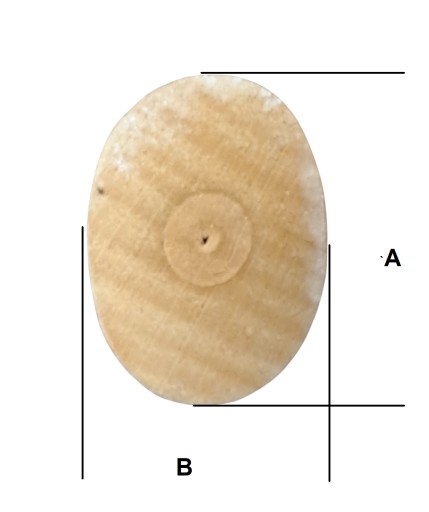 RUKOVÄŤ KLADIVA 26CM
