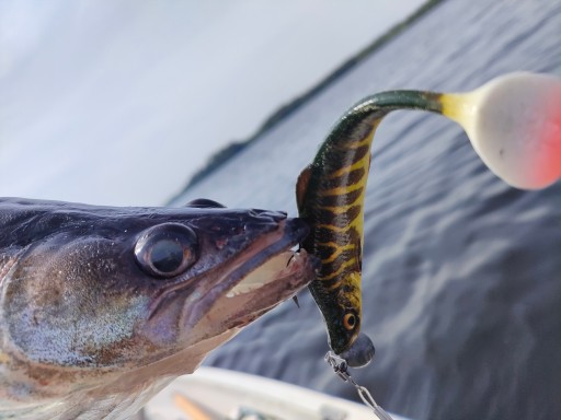 Savage Gear 4D Herring Shad 9cm Šťuka na zubáče, šťuky a ostrieže