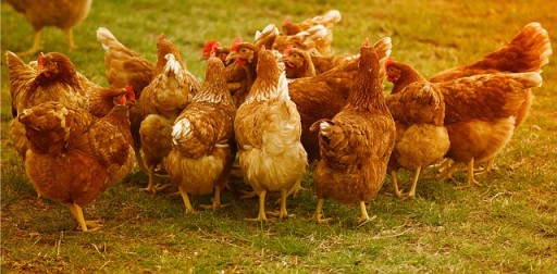 KRMIVO POTRAVINY VITAMÍNY MINERÁLY DOBRÉ ZLOŽENIE PRE NOSNICU ANIMKI 2KG De Heus