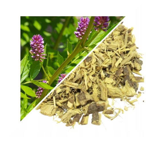 KOREŇ SLEKEVICE 50 G - LUBLINSKÝ HERBARIAN