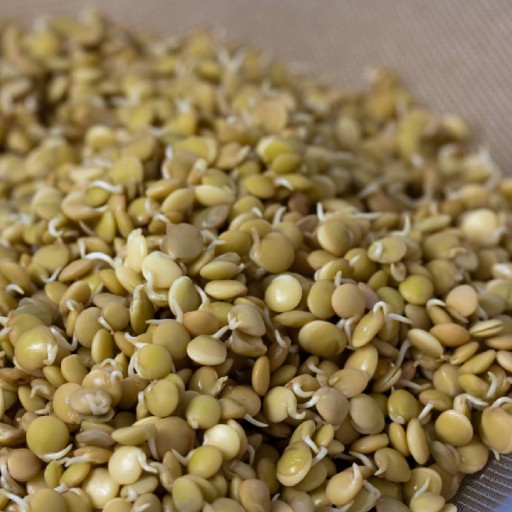 BIO Klíčky Zelená šošovica 20g