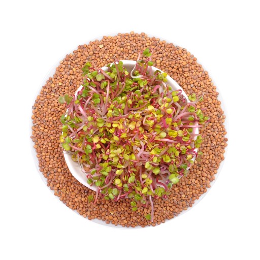 Red Coral reďkovka - semená na klíčky 250g