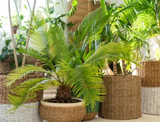 Pôdny SUBSTRÁT pre GREEN Plants Palm Juk 5L