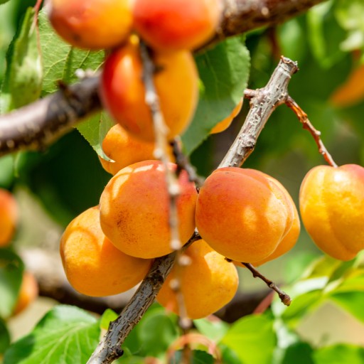 Prírodná sušená marhuľa 250 g HiFOOD Seedless FREE PREMIUM BEZ SÍRY