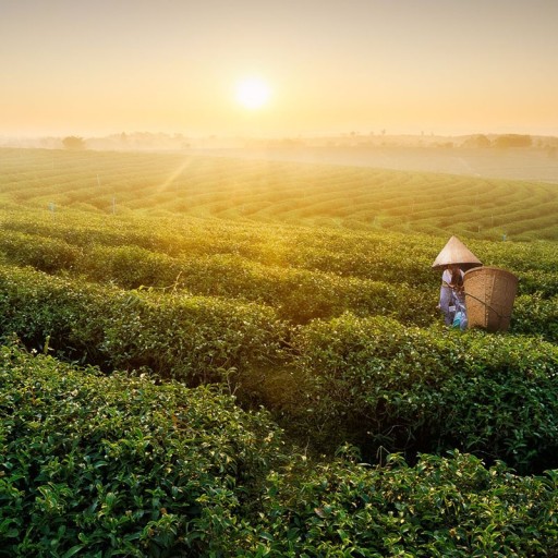 Fruit Infusion Bio BIO Ovocný čaj 25 vrecúšok BARISTEA