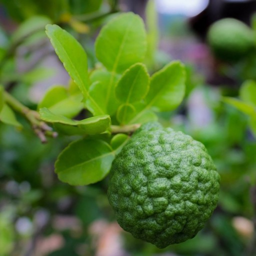 Voskový olej s vôňou sviečky 10 ml Bergamot