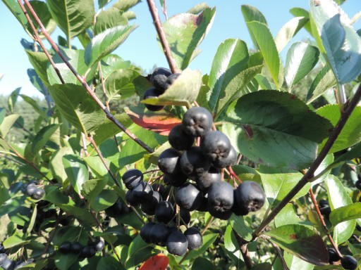 Sušená ARONIA 500g čisté Flavo