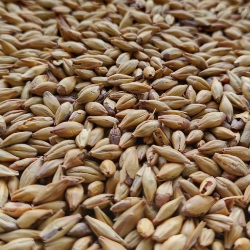 Red Active malt 1kg Viking Malt - Nestrelený