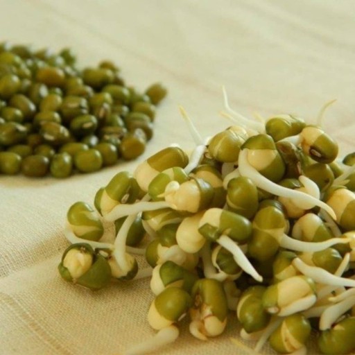 Semená na nakličovanie fazuľky mungo 15g