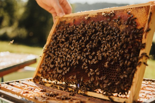 Zlatobýľ medový nektár Pevný poľský prírodný Ceremuga 250g