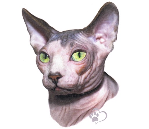 Nálepka Nálepka Cat Cat Kitten Purebred Sphynx UV