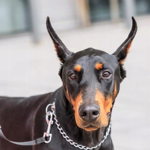 Behaviorálne tlmenie obojku pre psa M