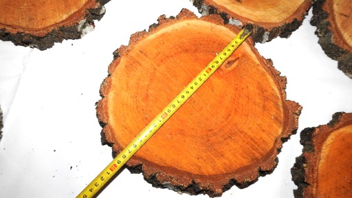 REZ DREVA, BREZA PEČIATKA, 25-30CM, 1KS
