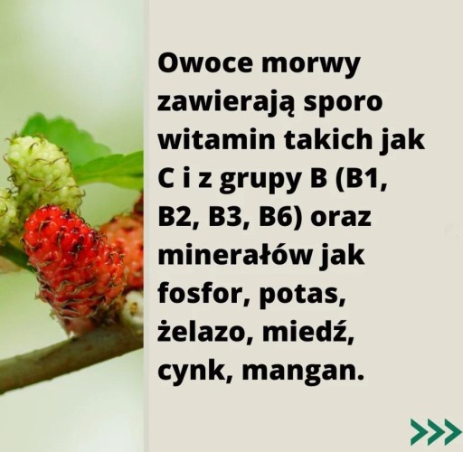 Sušená moruša biela 500g Vitamín B