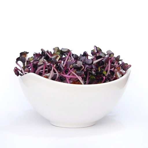 Red Purple red - semená na klíčky 100g